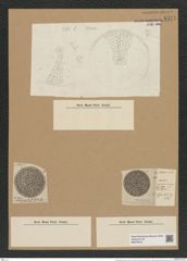 Coscinodiscus obscura A. Schm. (de-Toni-Nr.: Genus 202, Species 4971) Zeichnungen Sammlung Grunow Nr. 8571 (NHMW-BOT-W0378218)